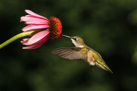 Image result for Current Hummingbird Fall Migration