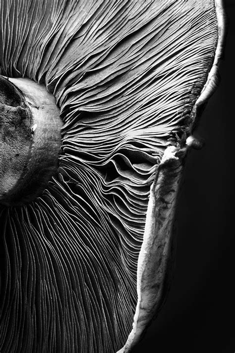 Karl blossfeldt aristolochia clematitis the metropolitan museum of art – Artofit