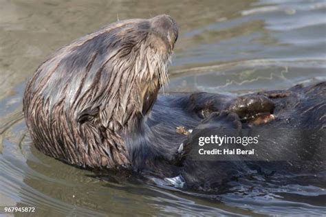Image result for Otter Using Vending Machine