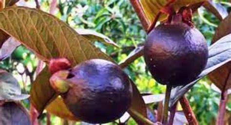 काळ्या पेरूच्या लागवडीने चमकेल शेतकऱ्यांचे नशीब, अनेक वर्षे होईल बंपर कमाई