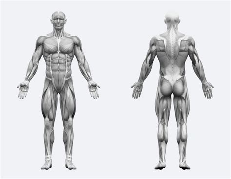 Image result for Muscle Groups and Functions