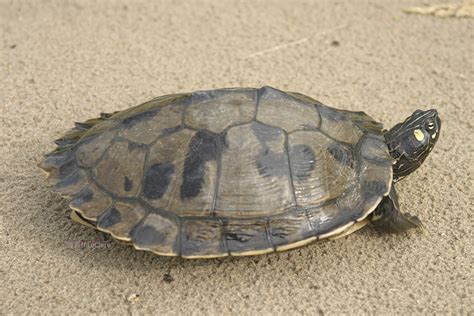 Image result for Map Turtle