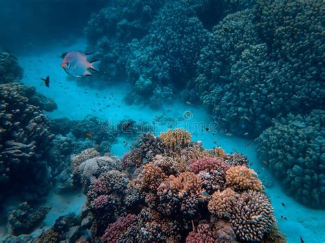 Coral Zone (Saint Martin)