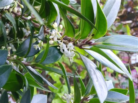 Phillyrea latifolia - Green olive tree, mock privet | Hortus Botanicus ...