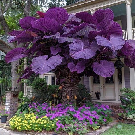 Elephant ear plant in Louisiana. | Flower garden, Elephant ear plant, Purple flowers garden