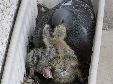 कबूतर कैसे पिलाते हैं पैदा बच्चों को दूध कि लेते लगते हैं ऊंची उड़ान ...