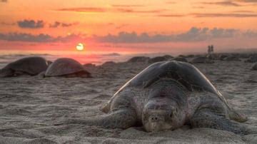 Here Are 7 Indian Beaches Where You Can Spot The Magnificent Olive ...