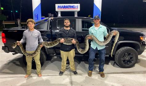 Image result for 40-Foot Python