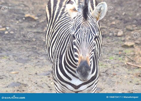 Image result for Zebra Front View