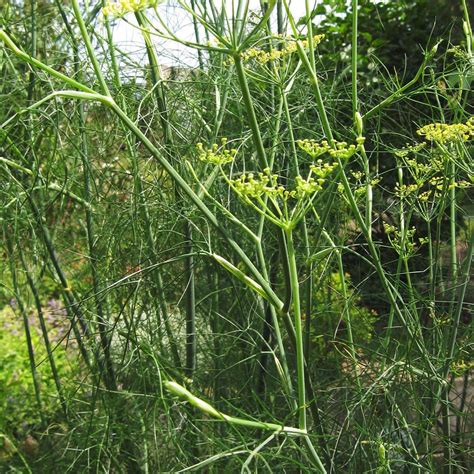 Sweet herb fennel 'Dulce' (Foeniculum vulgare) organic seeds