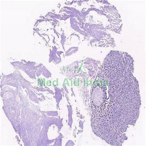 Pituitary Gland Microscope Slide Manufacturer, Supplier from Noida