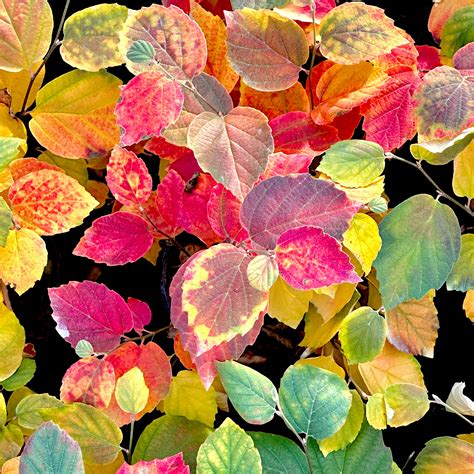 Mount Airy Bottlebrush - 3 gallon container – Lots of Plants