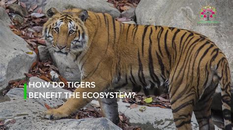 How tigers benefit the ecosystem | Tiger Conservation In India - YouTube