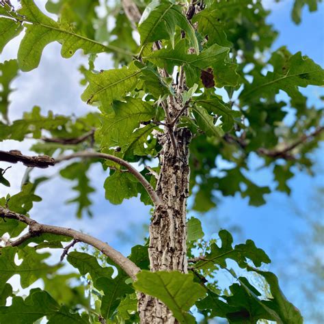 Bur Oak | White Oak Gardens | Cincinnati, OH