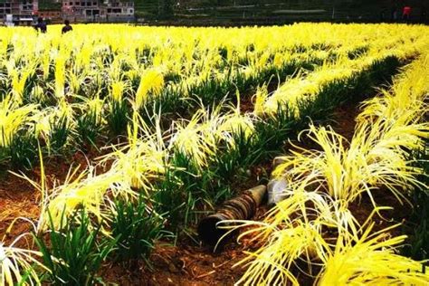 韭黄种植技术，附韭黄的疾病防治 - 农敢网