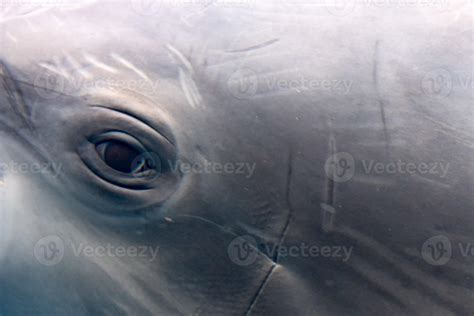 dolphin eye close up portrait macro view underwater 20199889 Stock ...