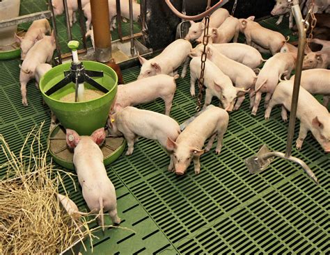 Durchfall bei Ferkeln: Der Grund überraschte den Landwirt | agrarheute.com