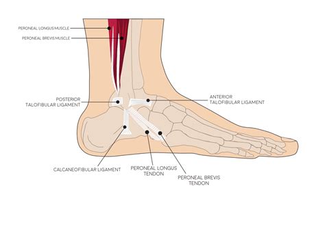Ligament Sprain Treatment Guide For Torn Ankle Ligament