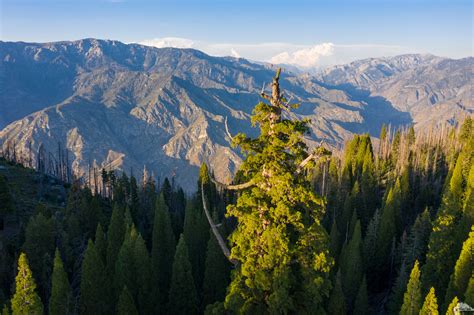 Sequoia National Forest Guide