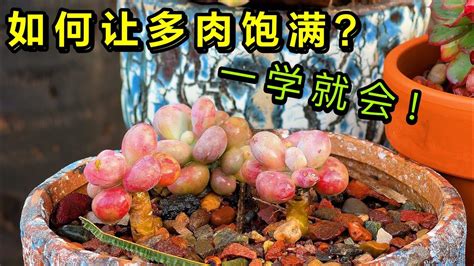 多肉植物饱满一看就懂！只要你信一学就见效！（园艺篇181）