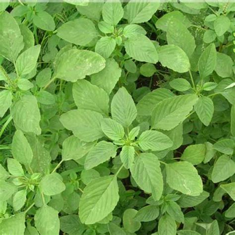 Buy Amaranthus Mulai Keerai Green Seeds Online – Fast Growing ...