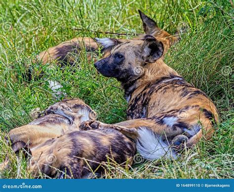 African Wild Dog Food