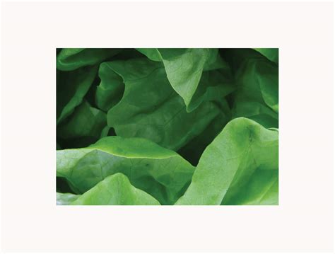 SIGN EVER Decorative Green Leaf Wallpapers Stickers for Walls Bedrooms ...