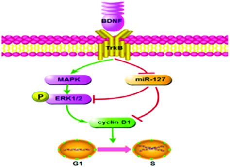 Image result for Bdmf Modulation
