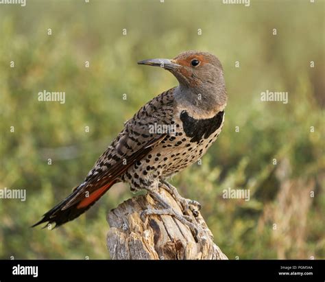 Northern ("red-shafted") Flicker (Colaptes auratus), Lake County Oregon ...