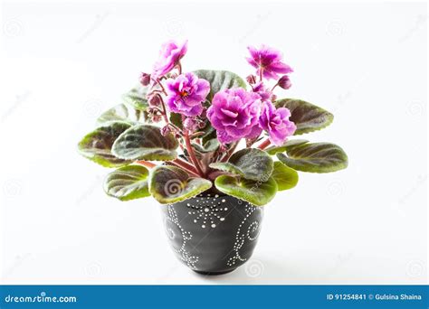 African Violet in Flower Pot, Isolated on White. Stock Image - Image of ...