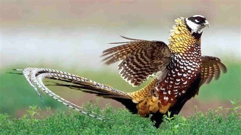 Image result for How to Create a 2D Array in Python