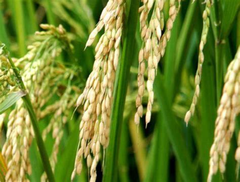 杂交水稻与常规水稻的异同_百度知道