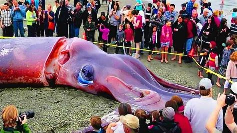 世界上最大的巨型章鱼，重达500多斤，捕捞过程超艰难_腾讯视频
