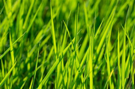 Image result for Spring Lawn Care Tips