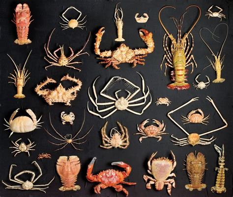 Image result for Class Crustacea
