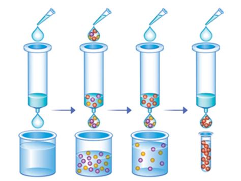 Affinity Purification 的图像结果
