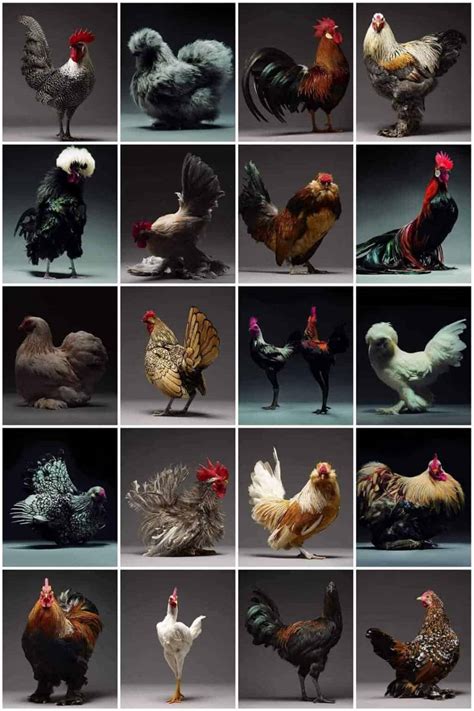 How to Show Chickens? (Step-by-Step Guides)