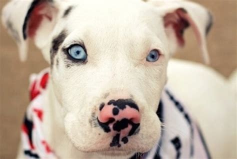 Unusual Dogs 的图像结果