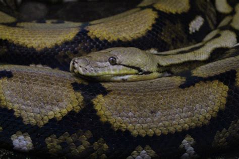 Image result for Reticulated Python Digestive System