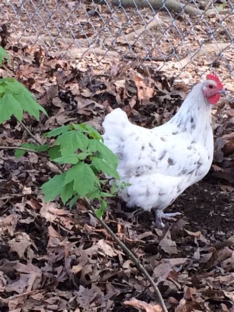 Blue Splash Marans Hen, Lacey