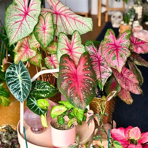 Tropical House Plants Names