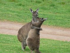 Image result for Kangaroo Hugging