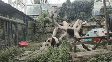 北京动物园网红大熊猫突然头秃 园方已上药正恢复生长|北京|动物园-滚动读报-川北在线