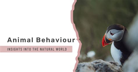 Image result for Animal Behaviour