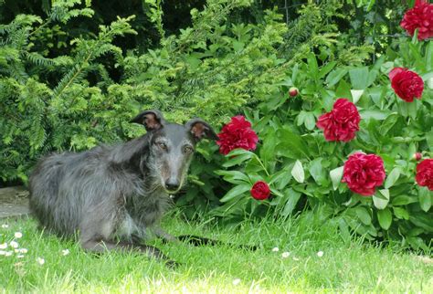 Common Lurcher Questions: It's Lurchers for Beginners 4 - greydogtales