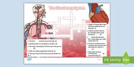 Circulatory System Word Search | AQA GCSE Biology | Beyond