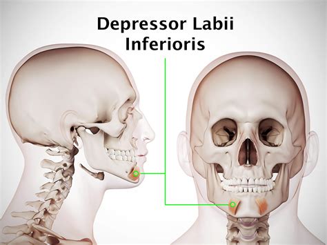 DEPRESSOR LABII INFERIORIS - MOHO