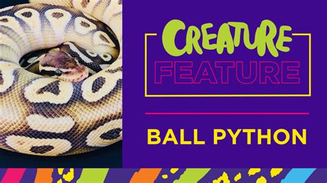 Ball Python Song 的图像结果