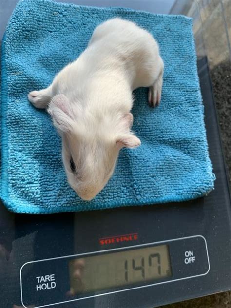 Cuy Riesenmeerschweinchen Böckchen in Havixbeck | Tiere | Kleinanzeigen