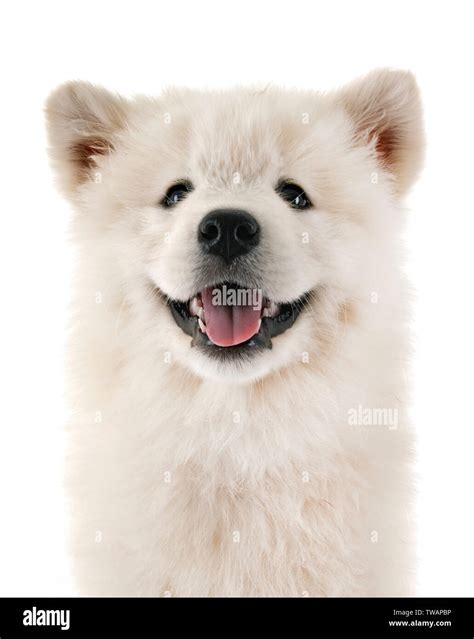 puppy samoyed dog in front of white background Stock Photo - Alamy